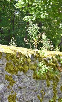 Close-up of moss growing on rock