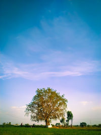 Trees on field against sky