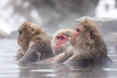 Japanese snow monkey in hot spring