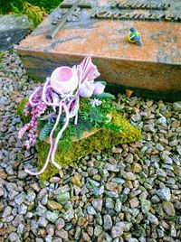 High angle view of purple flowering plant on rock