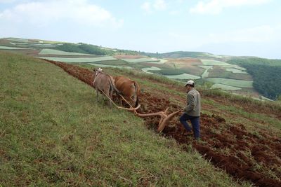 View of a horse on a field