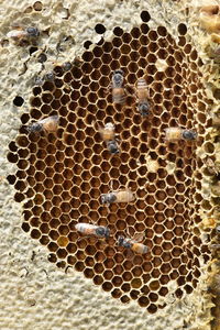 Close-up of bees