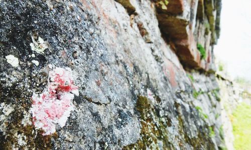 Close-up of rocks