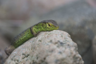 Close-up of lizard on rock