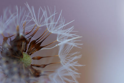 Close-up of dandelion against white wall