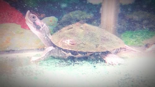 Close-up of turtle swimming in aquarium