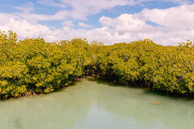 Trees by lake