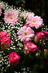 Close-up of pink roses