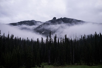 Panoramic view of trees in forest against sky