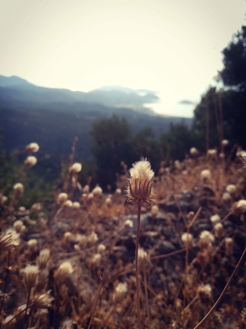 CLOSE-UP OF WHITE FLOWERING PLANTS ON FIELD