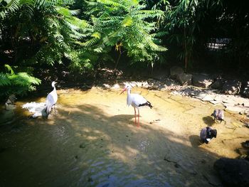 Birds perching on riverbank