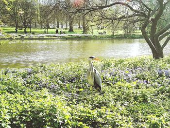 Birds in lake