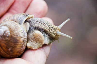 Cropped hand holding snail