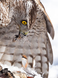 Close-up portrait of owl