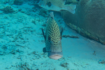 Fish swim at the tubbataha reefs philippines