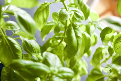 Close-up of fresh green leaves