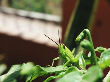 Close-up of insect on leaf