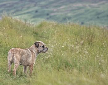 Dog on field