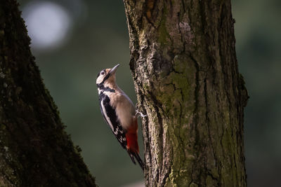 View of bird perching on tree trunk