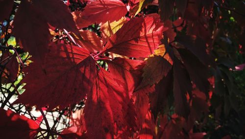 Close-up of red maple leaves on tree