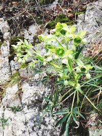 High angle view of plants growing on field