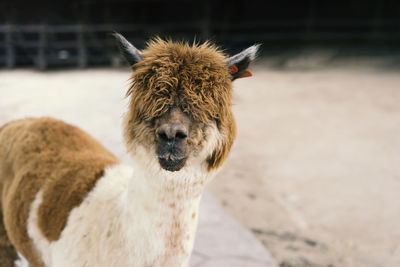 Portrait of sheep standing on field