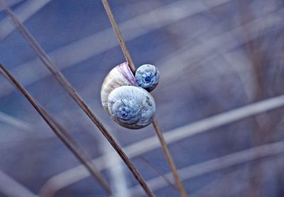 Close-up of snail