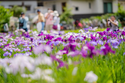 Purple flowering plants in park