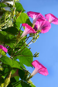 Low angle view of pink flowers against sky