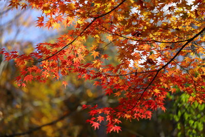 Low angle view of leaves on tree