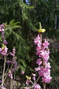 Close-up of purple flowers blooming outdoors