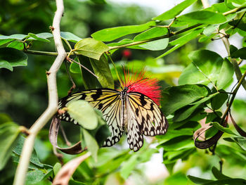 Close-up of butterfly perching on tree