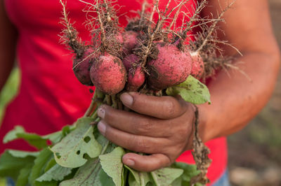 Close-up of hand holding strawberries