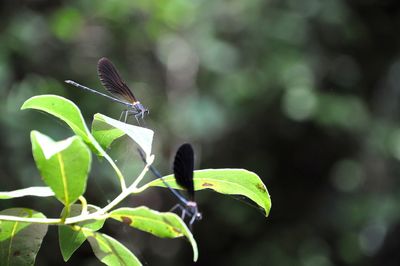 Close-up of butterfly on leaf