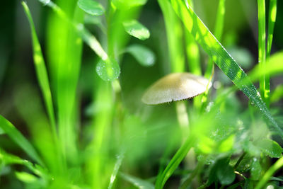 Close-up of mushroom