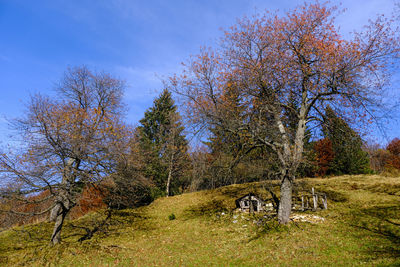 Trees on field against sky during autumn