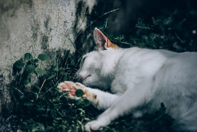 Cat sleeping
