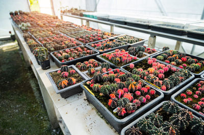 High angle view of fruits for sale