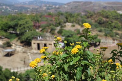 Close-up of yellow flowering plant against mountain