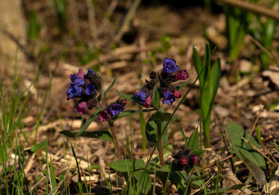 Close-up of purple flowering plant on field