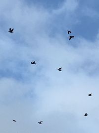 Low angle view of birds flying in sky