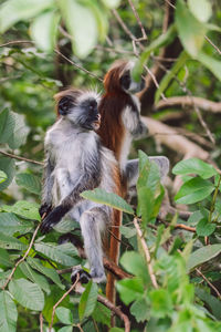 Close-up of monkey