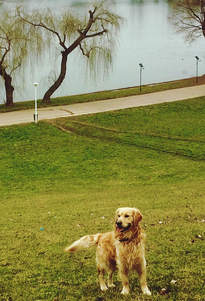 dog, pets, domestic animals, one animal, animal themes, mammal, grass, golden retriever, nature, tree, no people, outdoors, water, day, retriever