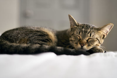 Close-up of a sleeping cat