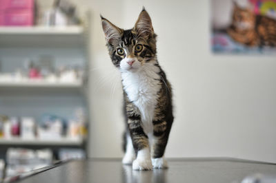 3 months mainecoon kitty at the vet