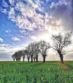 Bare trees on field against sky