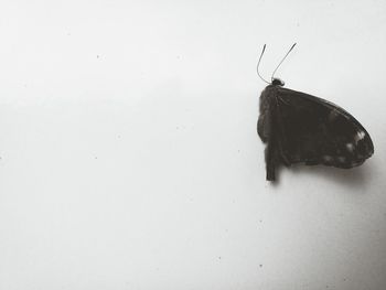 Butterfly perching on leaf