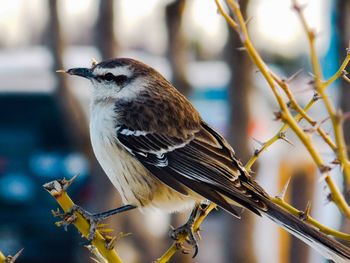 Close-up of bird perching on branch