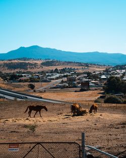 View of an animal on landscape