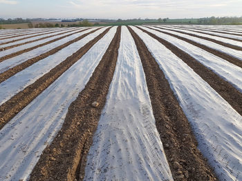 Maize sown under plastic sheets to promote early growth